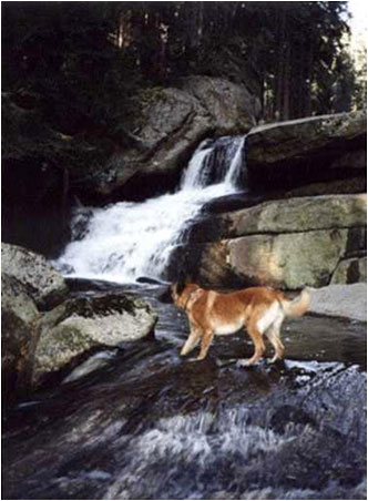 Můj věrný pes Cid u vodopádu