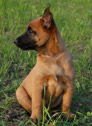 Miminko