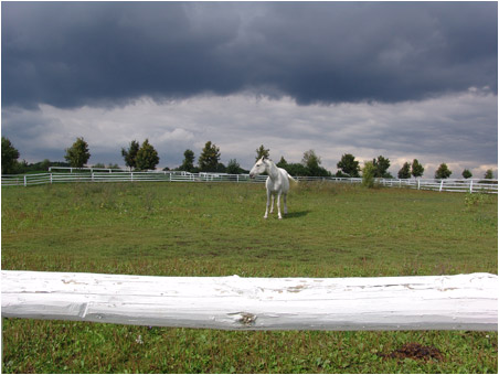 V ohradě